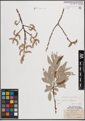 Foto von Salix caprea L. x Salix eleagnos Scop.